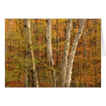 Forêt de bouleau en automne carte de vœux