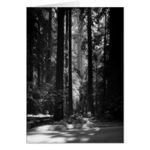 Forêt de séquoia, Grove du fondateur, 1966 Cartes De Vœux