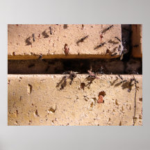Fourmis Posters