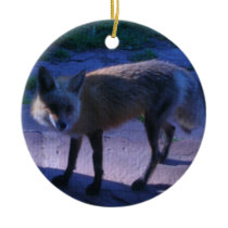 Fox du Colorado