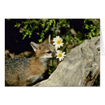 Fox-jeune reniflement gris de kit/mangeant la fleu cartes