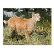 Fractalius Bobcat Wens Kaarten