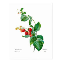 Framboise Carte Postale