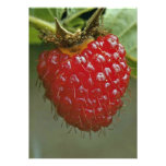Framboise hawaïenne (hawaiiensis de Rubus) Faire-parts
