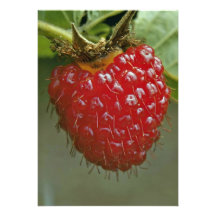 Framboise hawaïenne (hawaiiensis de Rubus) Faire-parts