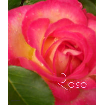 Framboise sauvage Rose T-shirts