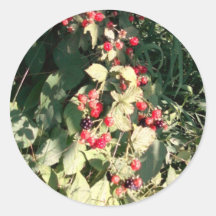 Framboises Autocollants