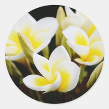 Frangipani Ronde Stickers