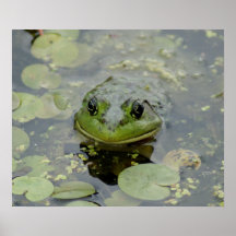 Froggie 24 x affiche 20