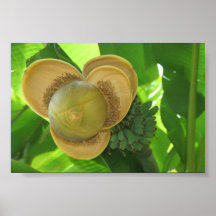 Fruité Posters