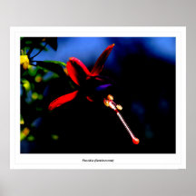 Fuschia (luminescent) posters