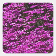 fushia bloemen stickers