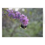 Gaffez l'abeille cartes