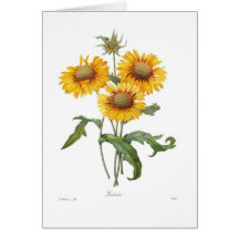 Gaillardia Carte De Vœux