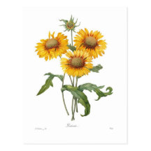 Gaillardia Carte Postale