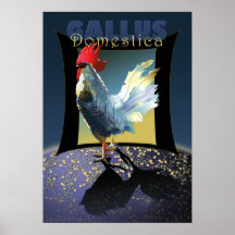 Gallus Domestica Posters