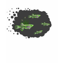 Gambusia de riz