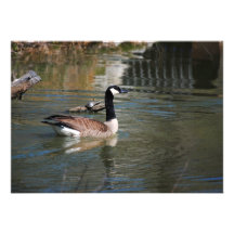 Gans en de Schildpad Uitnodigingen