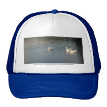 ganzen in Trojan vijver, dichtbij Goble, Oregon 2 Trucker Pet