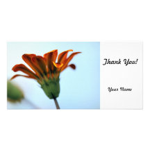 Gazania Custom Photo Card