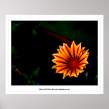 Gazania rouge et jaune (luminescent) posters