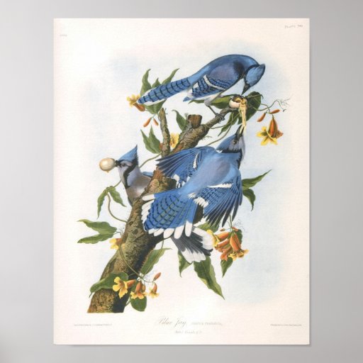 Geai bleu, John James Audubon Affiches