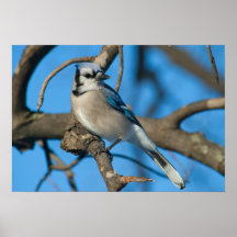 Geai bleu affiches