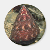 Gebeeldhouwde hoogste shell (euglyptum Calliostoma Magneten