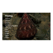 Gebeeldhouwde hoogste shell (euglyptum Calliostoma Visitekaart Sjablonen
