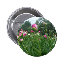 Gebied van Pioenen/de Roze Knoop van de Bloei van  Speldje