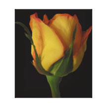 Geel nam II toe Stretched Canvas Prints