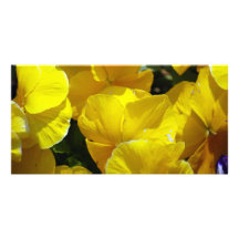 Geel-Petals529 GELE PANSIES BLOEIT FOTO Foto Wenskaarten