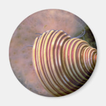 Gekanaliseerde hoogste shell Shell Koelkast Magneten