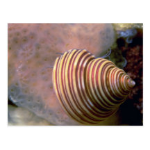 Gekanaliseerde hoogste shell Shell Wenskaart