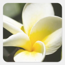 Gele bloem Frangipani Vierkant Stickers