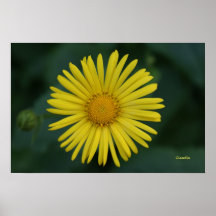 Gele bloem poster