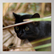 geoffroy-cat-014 posters