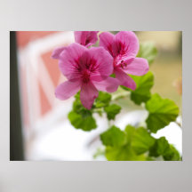 Geraniums Plaat
