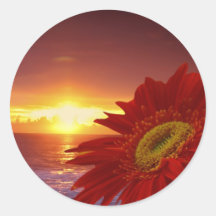 Gerber Daisy en zonsondergang Stickers