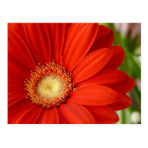 Gerbera Cartes Postales