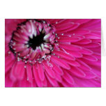 Gerbera rose de l'eau cartes de vœux