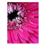 Gerbera rose de l'eau cartes postales