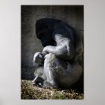 Gevangene - Gorilla Silverback door DArcy Evans Fo Plaat
