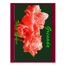 Gingembre de torche carte postale