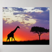 Giraf bij zonsopgang, Giraffa wordt gesilhouetteer Print