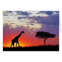 Giraf die bij zonsopgang, Giraffa wordt gesilhouet Wenskaarten