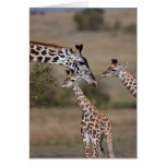 Girafe de Maasai (girafe Tippelskirchi) comme vu Carte De Vœux