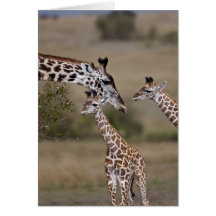Girafe de Maasai (girafe Tippelskirchi) comme vu Carte De Vœux