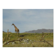 Girafe Photos