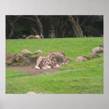 Girafes 001 20"" affiche x16